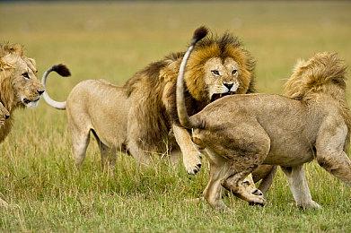 《胡闹搬家》厂商新作《No Way Home》Steam页面 明年发售 